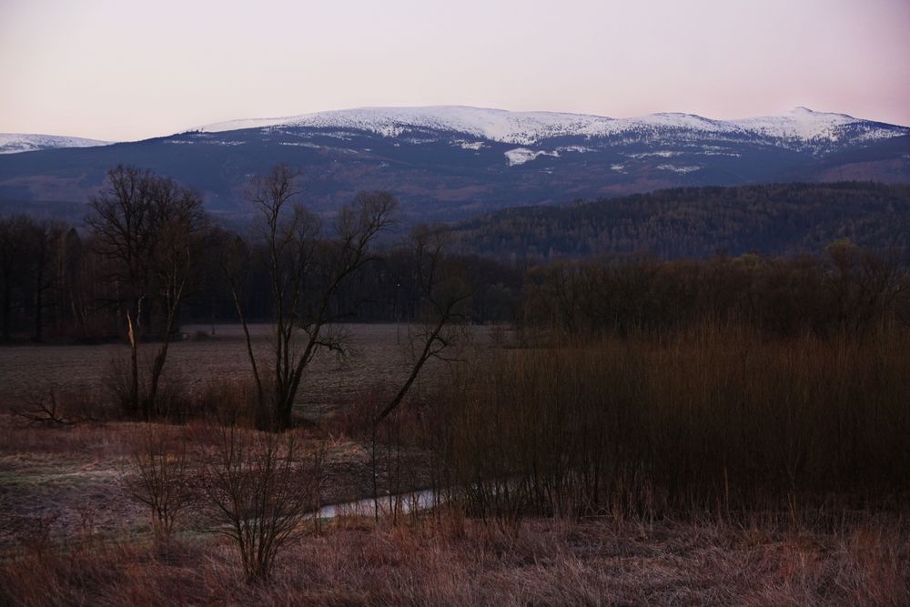 Bare bushes and rocks covered with snow