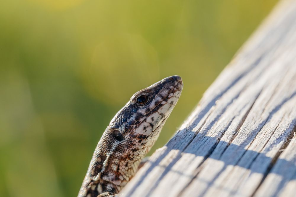 Tiny lizard on trunk