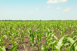 Green corn field against sky, space for text. Agriculture