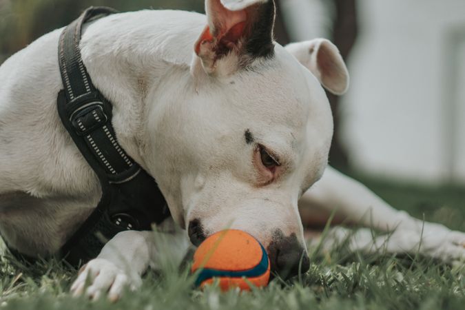 Adorable dog playing with ball in street