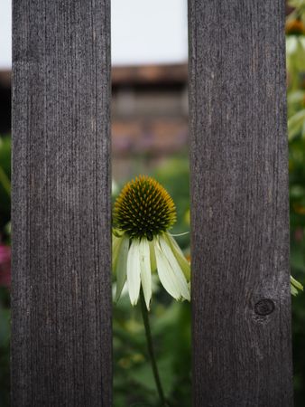 a bloomed Yellow Coneflower stands between two gray wood blocks on the park