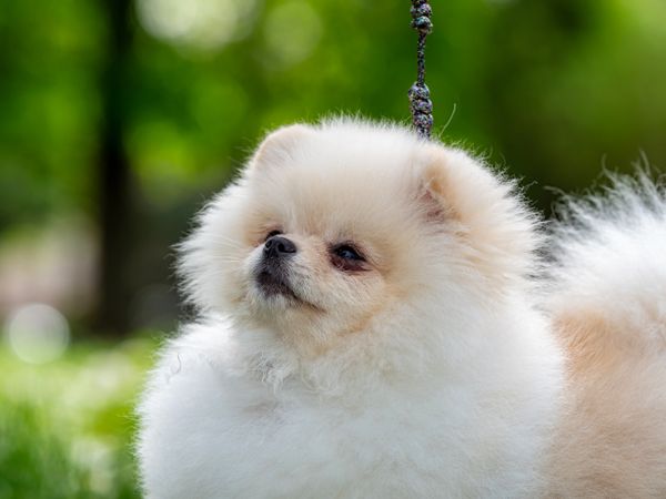 A funny spitz, a tiny dog.