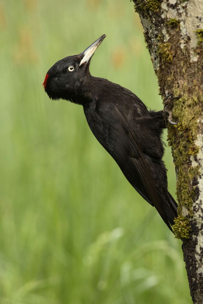 Wonderful bird on wood