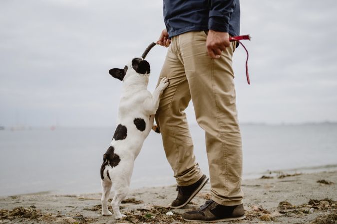 Crop man playing with dog on beach
