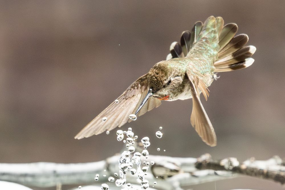 Beautiful Immature Male Anna's Hummingbird Enjoying The Water Fountain