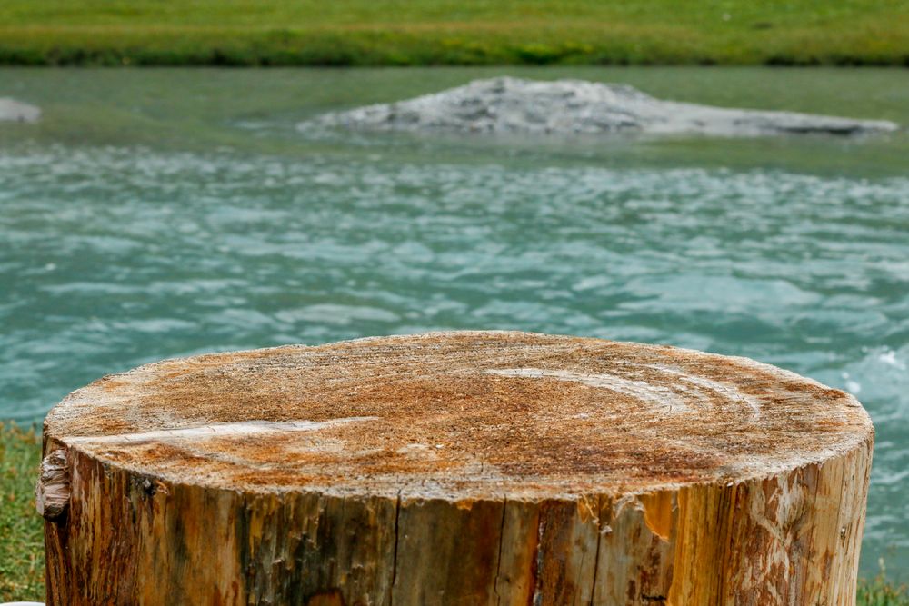 Tree stump by lake in Kumrat Valley