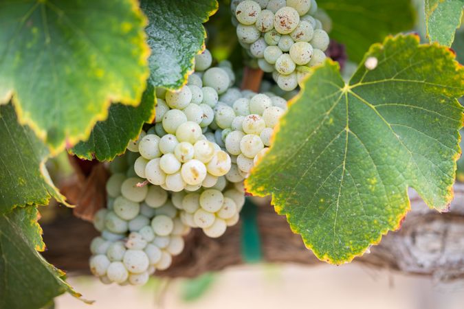 Vineyard with Lush, Ripe Wine Grapes on the Vine Ready for Harvest