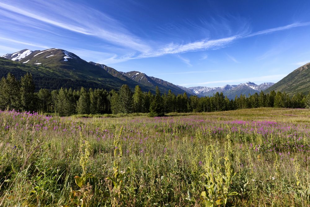 Alaska fireweed meadow with snowcapped mountains and blue sky