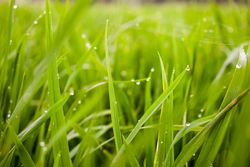Close up of dew and gossamer on grass