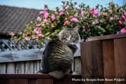 Brown tabby cat sitting on brown fence 5nv8m5