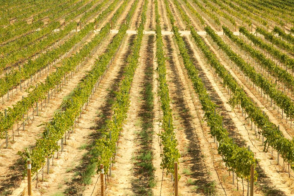 Beautiful Wine Vineyard