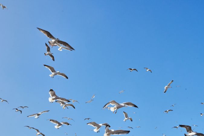 Sea gulls flying in blue sky