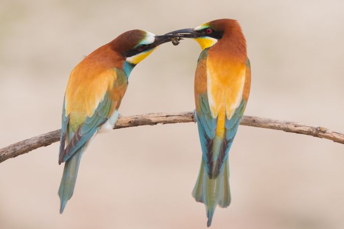 Birds standing on tree branch