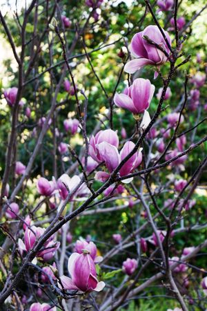 Purple flowers on bush