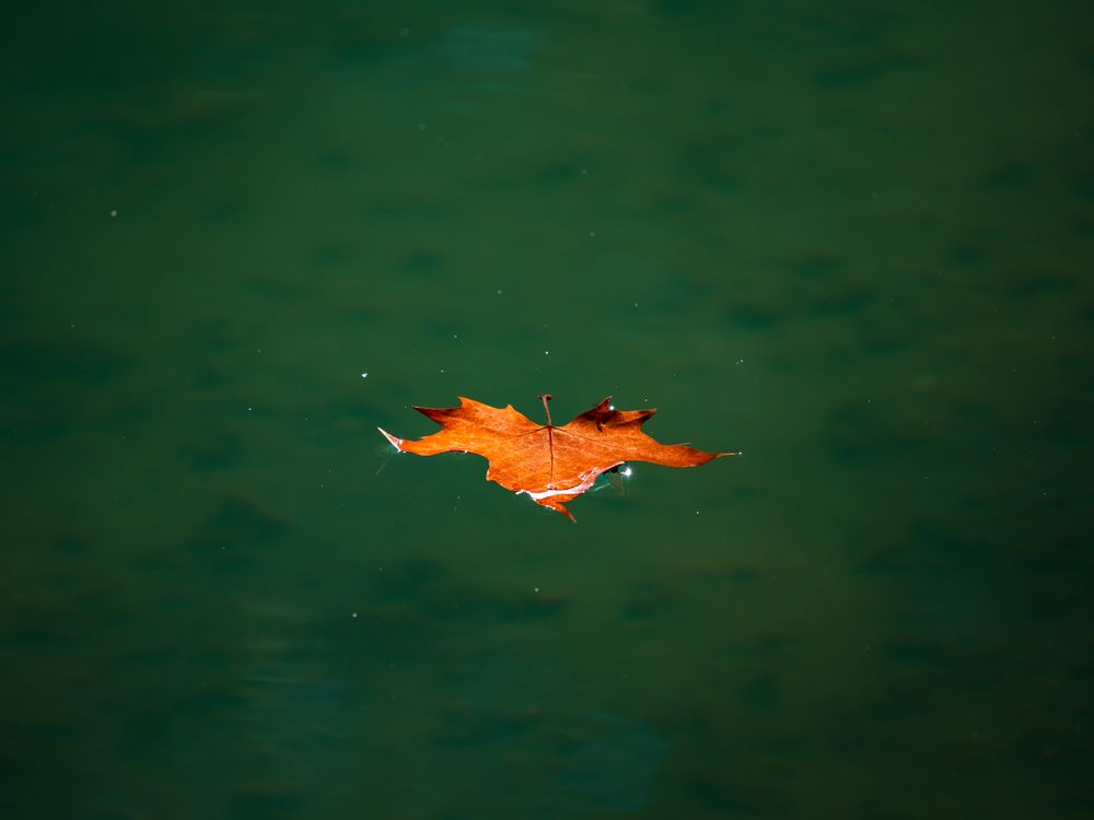 Pointed multicolored autumn maple and sycamore leaves. Close-up.