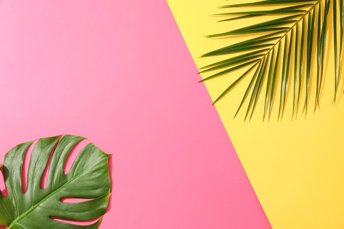 Different palm leaves on two color background, copy space