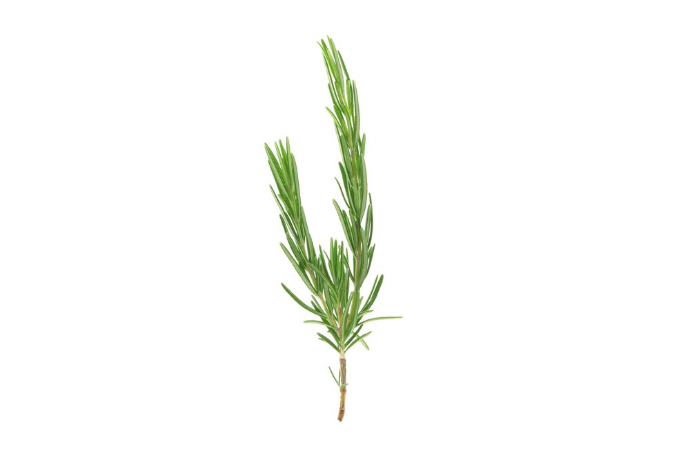 Fresh green rosemary isolated on neutral background