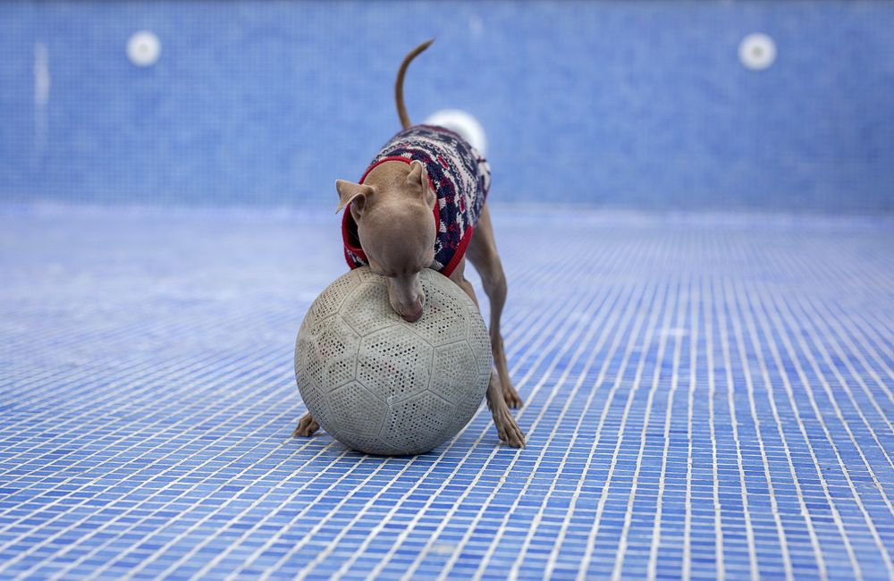 Italian greyhound dog playing in the pool with a ball
