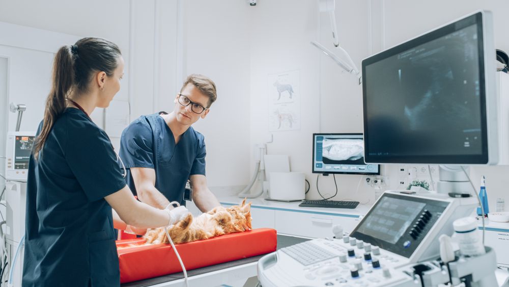 Veterinarians Using Ultrasound Equipment to Examine a Pet Maine Coon Lying on a Check Up Table.