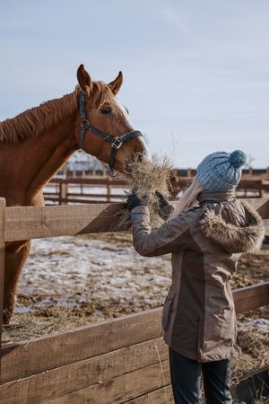 Warm dressed woman feeding brown horse by hay