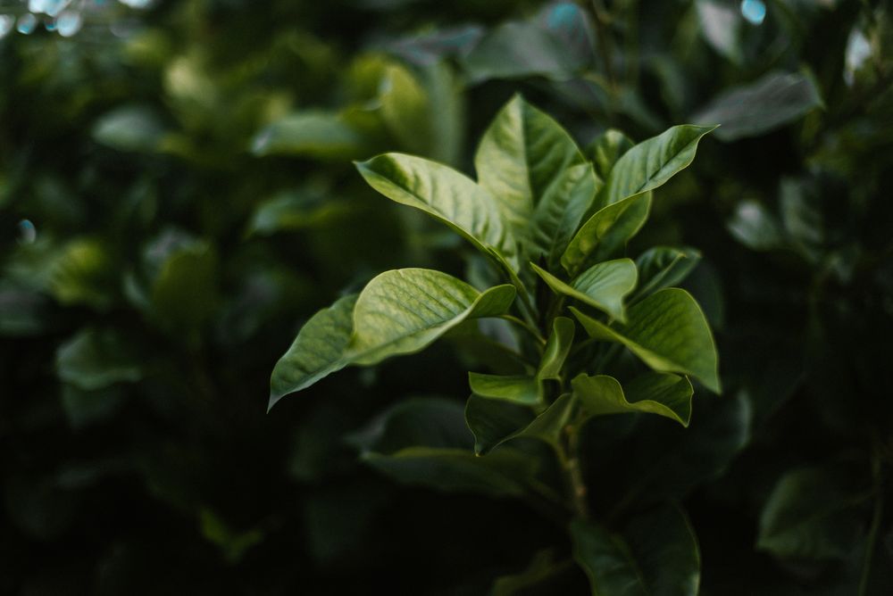 Leaves of green plant in garden