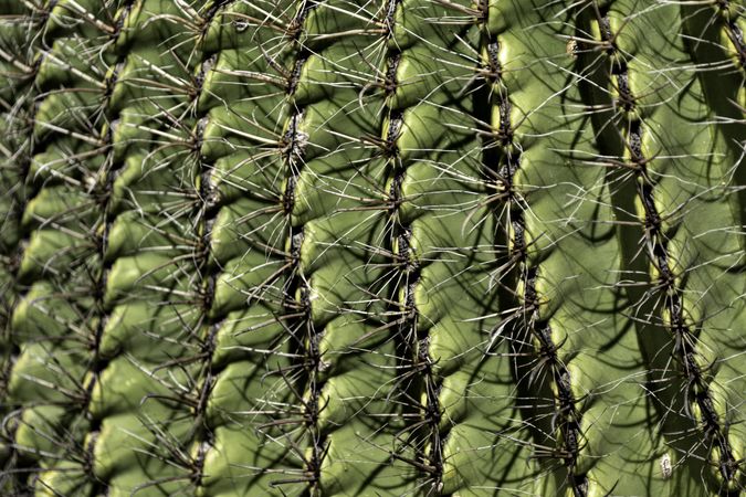 Saguaro cactus in Tucson, Arizona, close up