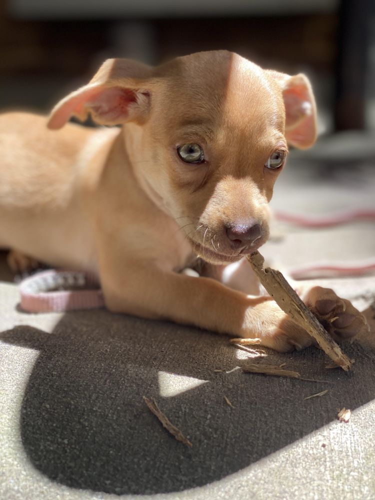 Brown puppy lying on floor