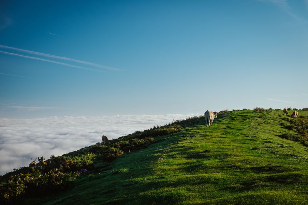 Cattle in pasture under clear blue sky