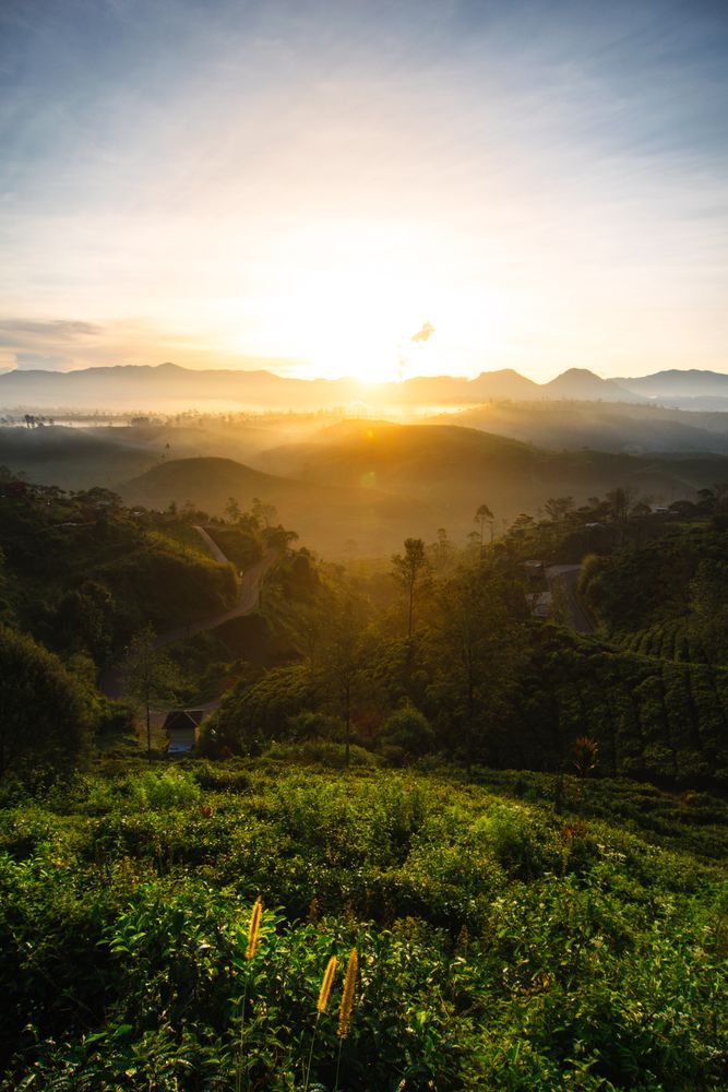 Sunrise Over Tea Plantation Hills