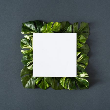 Green monstera leaves on gray background with paper card
