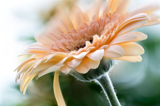 Orange daisy in close up