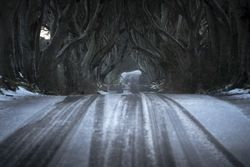 Tunnel of giant beech leafless trees in Ireland