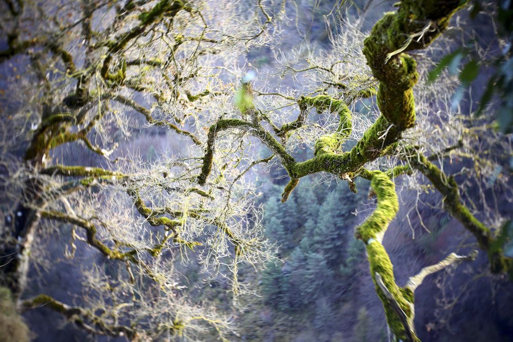 Green branches covered with moss