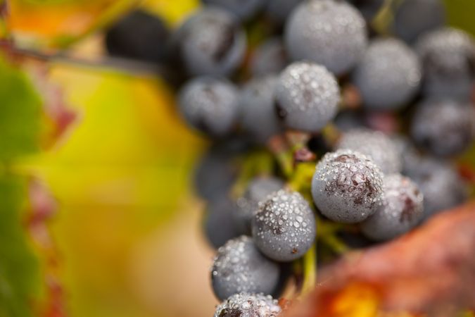 Lush, Ripe Wine Grapes with Mist Drops on the Vine