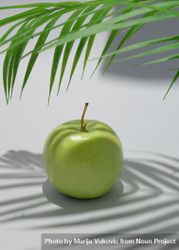 Apple under a palm leaf 0KeZ14