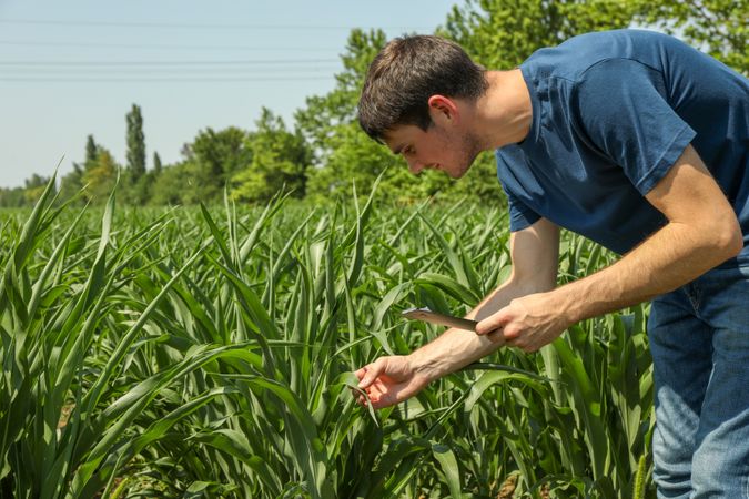 Man with clipboard in corn field. Agriculture business