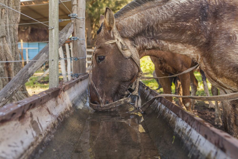 Horses drinking water in long drinker on barnyard
