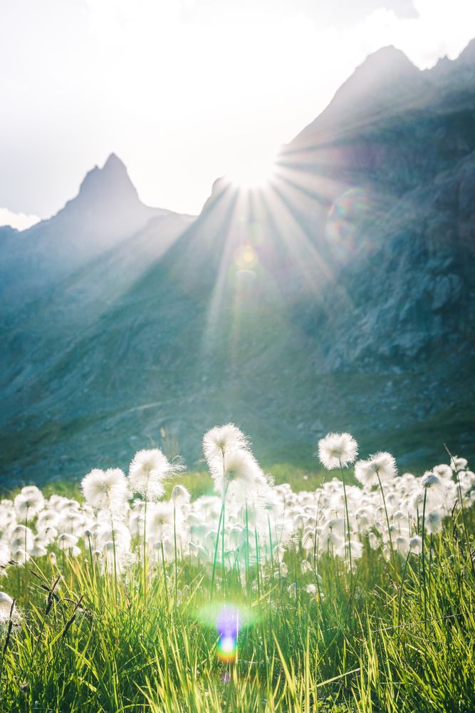 Fluffy dandelions on lawn in sunlight of rocky mountains under bright sky