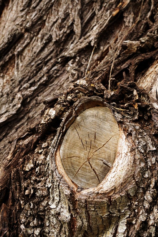 Part of cut branch on tree trunk