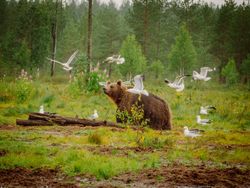 Big brown bear with seagulls flying around