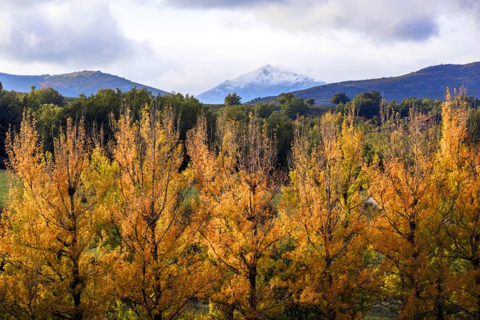 Autumn trees near mountains on cloudy day