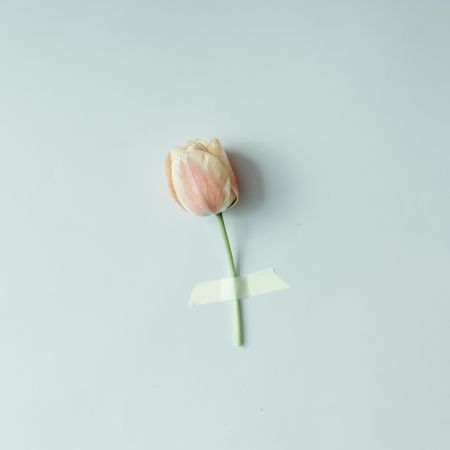 Tulip flower taped to light blue background