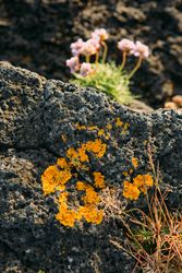 Bright orange flower on stone in mountain