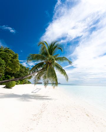 Coconut tree on sand beach