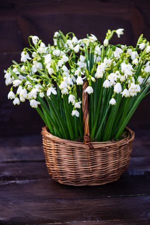 Basket full of snowdrops