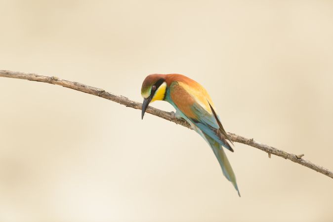 Bird standing on tree branch