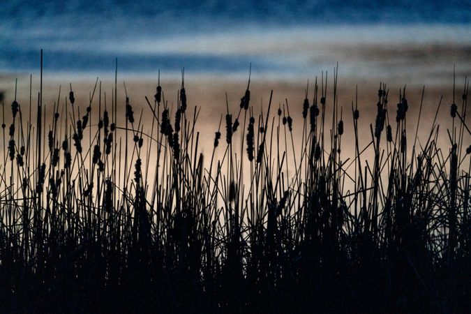Cattail silhouettes after sunset on Big Sandy Lake in McGregor, Minnesota
