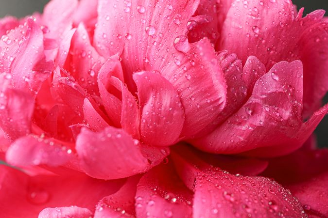 Beautiful pink peony flower with water drops against  dark background, closeup