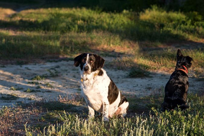 Two dogs during a training session.