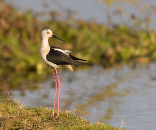 Stilt on green grass